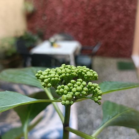 Appartamento Il Giardino Segreto Lucca Esterno foto